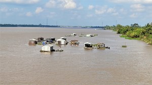 Giá cá giảm sâu, ngư dân nuôi cá bè các tỉnh Tiền Giang, Bến Tre điêu đứng (26/03/2024)